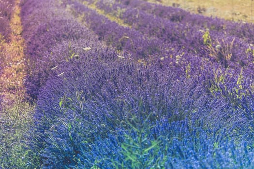 Summer lavender field in Provence, France. Shot with a selective focus