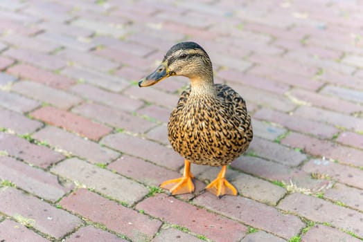 small wild duck on a pavement. horizontal shot