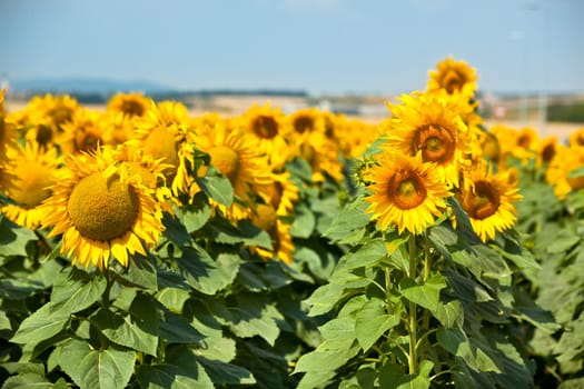 Sunflowers Field. Bright Blue Sky. Horizontal shot
