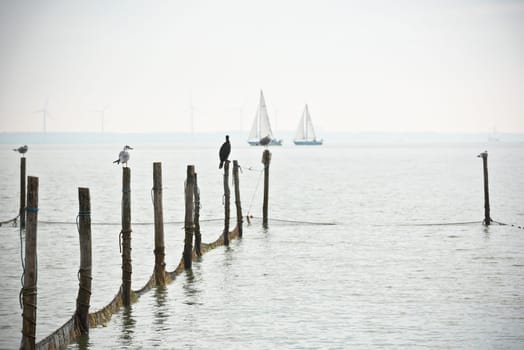 Northern Sea landscape: still water and birds on wooden posts