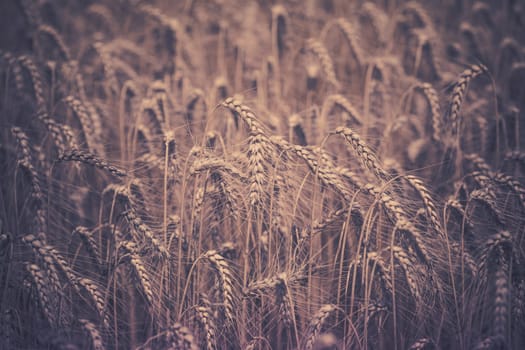 Ripe Cereal field. Shot with a selective focus