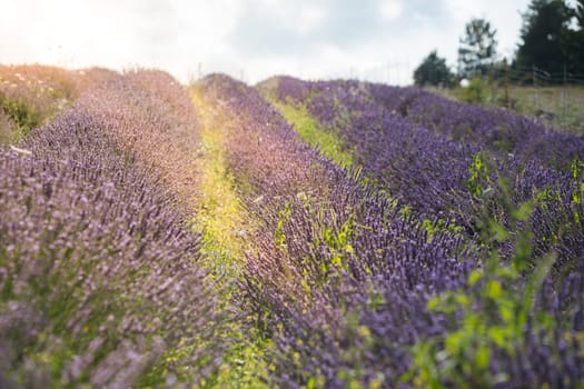 Sunset over a summer lavender field in Provence, France. Shot with a selective focus.