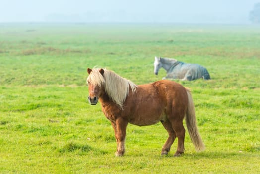 chestnut stallion grazing on green grass farm