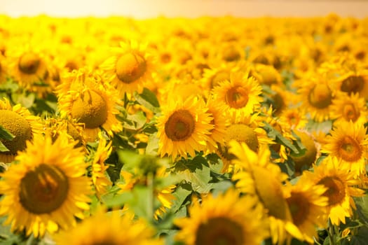 Bright Summer Sunflowers Field. Horizontal filtered shot