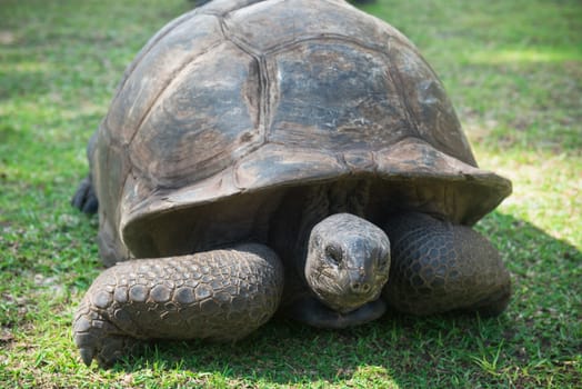 Aldabran seychelles giant tortoise. Close up shot