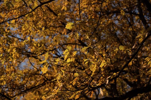Autumn bright yellow orange oak tree leaves