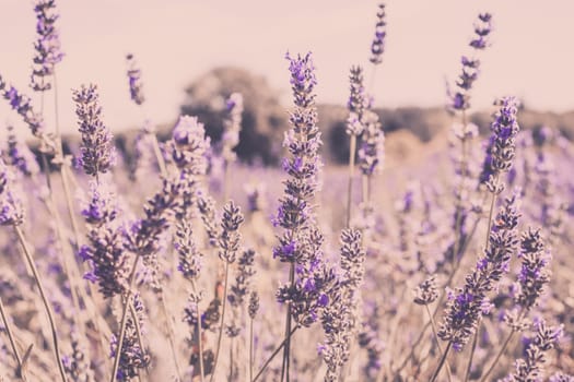 Close Up of Lavender field. Blur Filtered Shot with selective focus