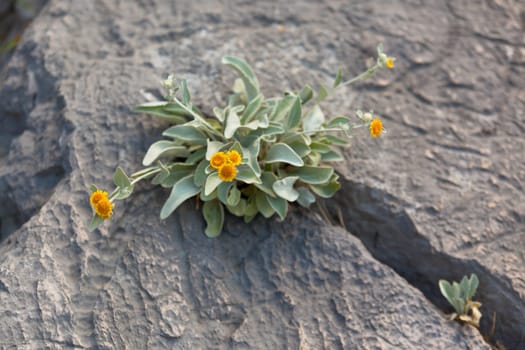 Yellow Wild Flowers Growing in a rock crack. Horizontal shot