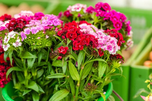 Beautiful carnation flowers selling at an european market