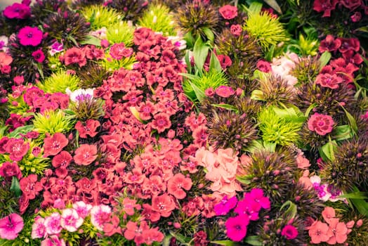Beautiful carnation flowers selling at an european market