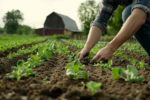 Hands of a farmer carefully tending to young vegetable plants in rows with a red barn in the background.