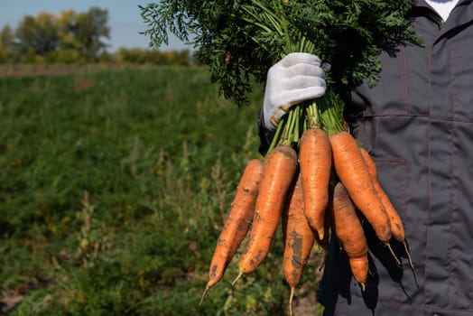 Farmer hands in gloves holding bunch of carrot in the garden, closeup. Harvest concept