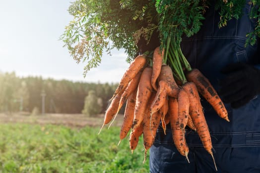 Farmer hands in gloves holding bunch of carrot in the garden, closeup. Harvest concept