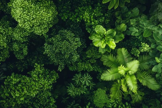 Aerial view of diverse tropical plants creating a lush green canopy with varied leaf textures and shapes.