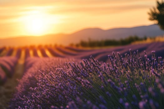 Close-up of lavender flowers in field at sunset, blurred rows and mountains in background.