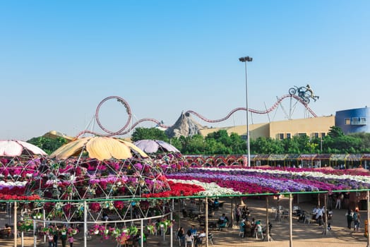 UAE, DUBAI - DECEMBER 30: dubai miracle garden with over million flowers on a sunny day December 30, 2014