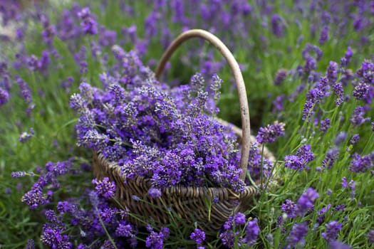 basket with lavender flowers - soft focus
