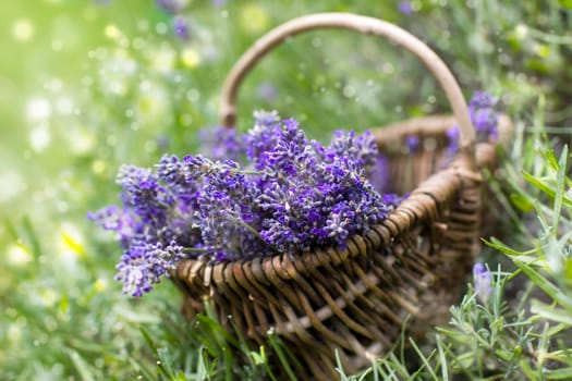 basket with lavender flowers - soft focus