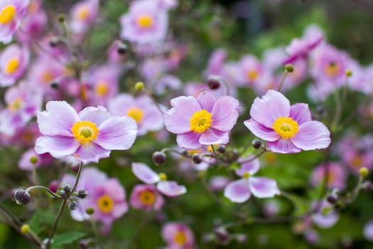 Anemone hupehensis. Commonly known as the Chinese anemone or Japanese anemone, thimbleweed, or windflower