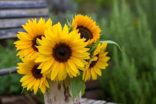 Sunflowers (helianthus) in a vase in the garden