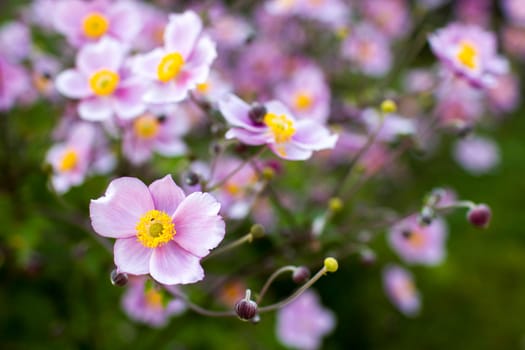 Anemone hupehensis. Commonly known as the Chinese anemone or Japanese anemone, thimbleweed, or windflower