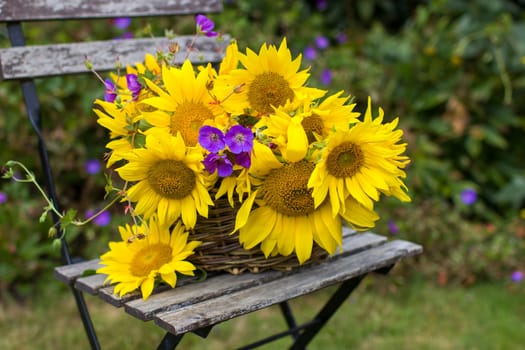 flowers - sunflowers and geranium in a basket on chair in the garden