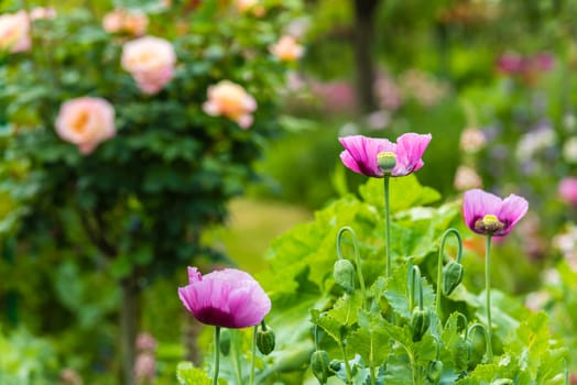 Pink poppies in a summer garden on sunny day. Horizontal shot