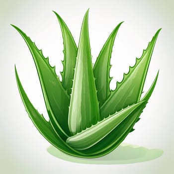 Illustration of aloe vera isolated on white background