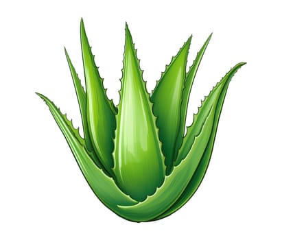 Illustration of aloe vera isolated on white background