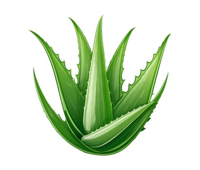 Illustration of aloe vera isolated on white background