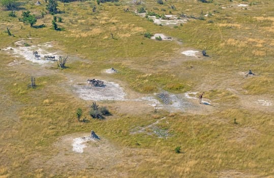 Giraffe and Zebra in the Okavango Delta in Botswana