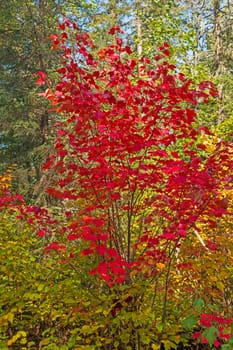 Early Fall Colors in the North Woods on the Gunflint Trail in Minnesota