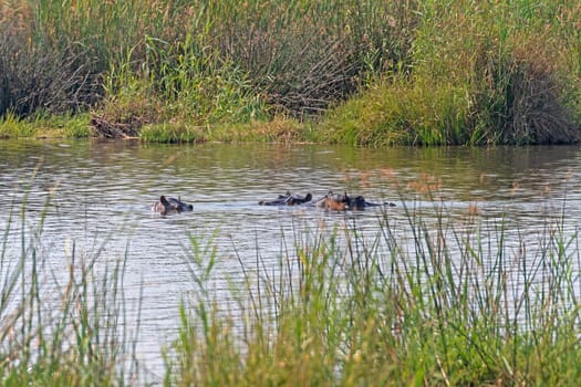Hippos Lurking Along the Shore in the Okavango Delta in Botswana