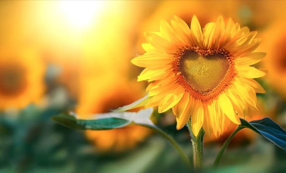 Sunflower in the field in the evening light, whose seed head has a heart shape.