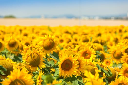 Sunflowers Field. Bright Blue Sky. Horizontal shot