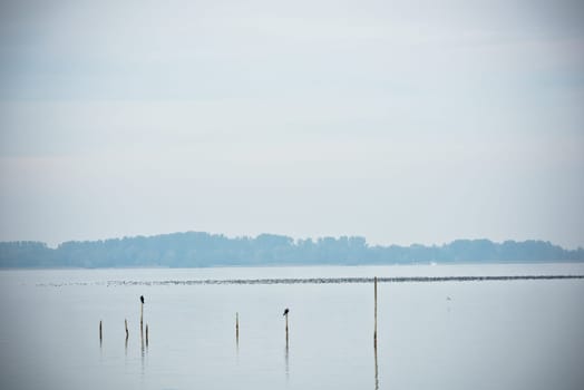 Northern Sea landscape: still water and birds on wooden posts. Toned image
