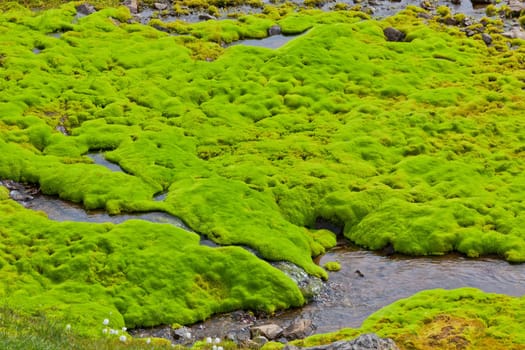 Iceland Small River Stream with green moss. Horizontal shot