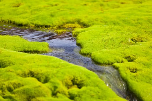 Iceland Small River Stream with green moss. Horizontal shot