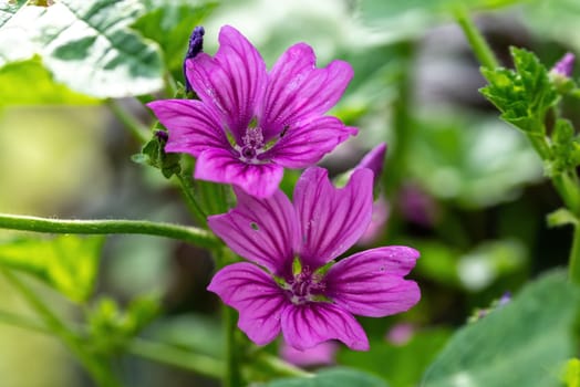 Close-up of beautiful flowers in the sun in spring. Malva common. Malva sylvestris. Common mallow.