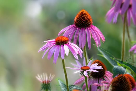 Echinacea purpurea purple coneflower during the summer months.Pink echinacea flowers bloom in the garden on the sunny day.