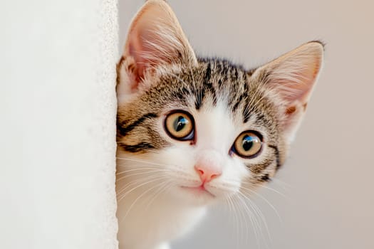 A cute cat peeks around the corner. AI generated