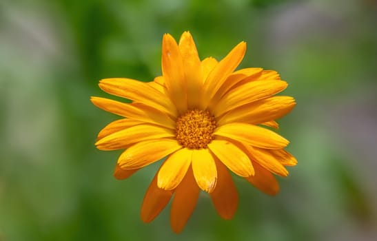 selective focus of an common marigold flower (Calendula officinalis) with blurred background