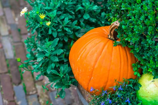 Orange pumpkins as a decoration. Shot with selective focus