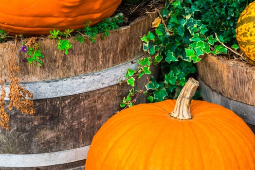 Orange pumpkins as a decoration. Shot with selective focus