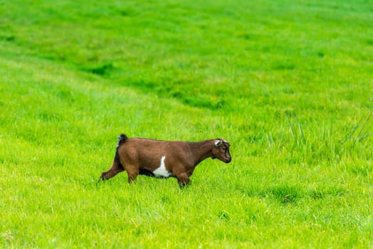 one brown goat eating of green grass at farm