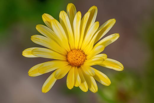 selective focus of an common marigold flower (Calendula officinalis) with blurred background