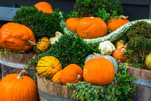 Orange pumpkins as a decoration. Shot with selective focus