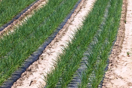 Cultivated field: fresh green onion rows. horizontal shot