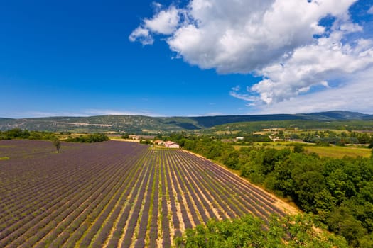 Lavender Field in Provence, France. View from above. Wide angle shot