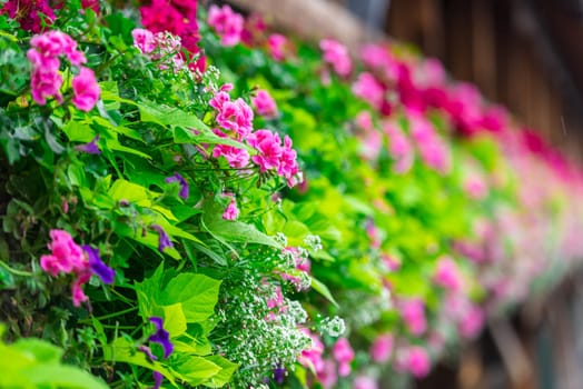 Flowers on The famous wooden Chapel Bridge (Kapellbrucke) in Lucerne city in Switzerland